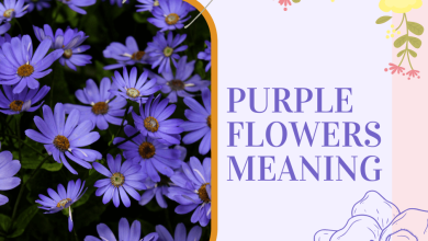 Photo of Violet Flowers: [Examples, Care, Characteristics and Meaning]