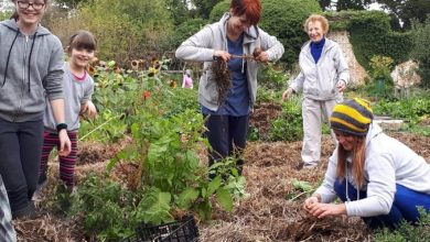 Photo of Volunteering in Orchards and Organic Farms: the WWOOF Organization