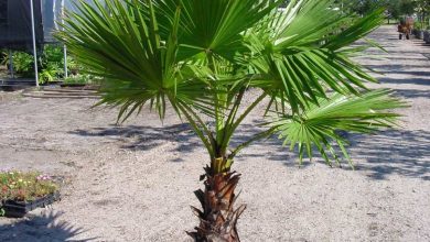 Photo of Washingtonia Palm Tree: [Cultivation, Care, Pests and Diseases]