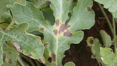 Photo of Watermelon Pests and Diseases: Complete Guide with Photos