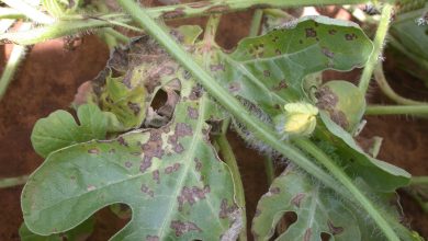 Photo of Watermelon Pests and Diseases: [Detection, Causes and Solutions]