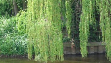 Photo of Weeping Willow Pests and Diseases: [Detection, Causes and Solutions]
