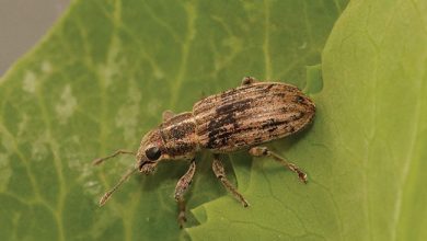 Photo of Weevil: [Characteristics, Detection, Effects and Treatment]