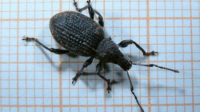 Photo of Weevils (Otiorhynchus spp.): [Characteristics, Detection, Effects and Treatment]