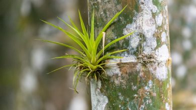 Photo of What are epiphytic plants?