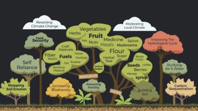 Photo of What are Food Forests? How to create biodiversity