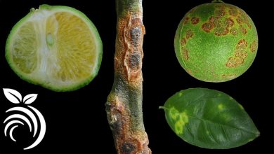 Photo of What are the diseases of the lemon tree?