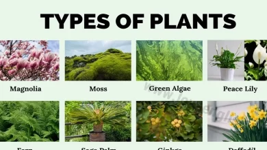 Photo of What are the types of shrubs?