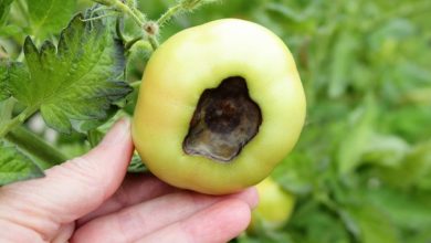 Photo of What are tomato diseases?