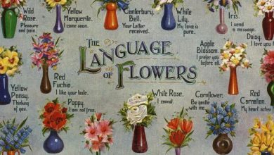 Photo of What flowers to give according to their meaning?