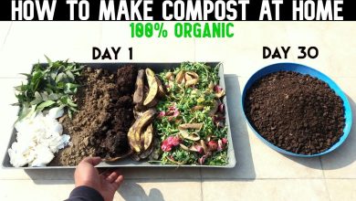 Photo of What is home compost and how is it made?