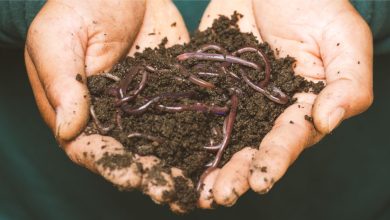 Photo of What is Vermicompost: The work of worms in the compost