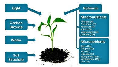 Photo of What Nutrients Do Plants Need: A Complete Guide With Photos
