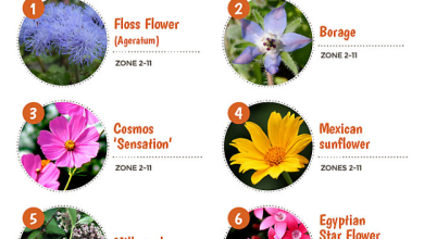 Photo of What plants attract bees? How to attract pollinators