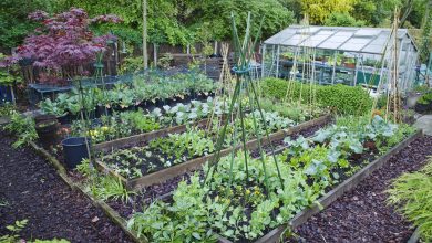 Photo of What Plants to Grow in the Garden | Types of crops for gardens