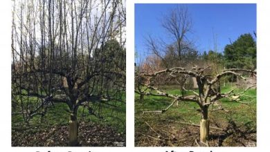 Photo of When, How (And Why) to Prune an Apple Tree