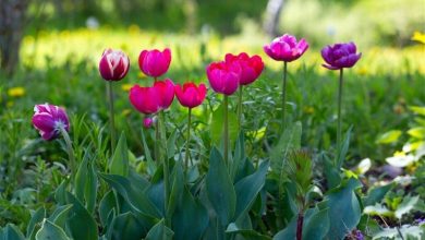 Photo of When to Grow Tulips: [Temperature and Hemisphere]