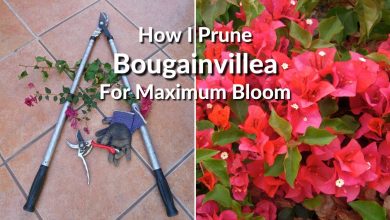 Photo of When to prune bougainvillea and how to do it