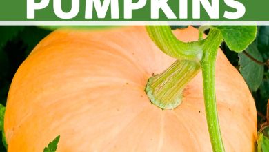 Photo of When, Where and How to Plant Pumpkins in your Garden in [12 Steps]