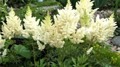 Photo of White Astilbe: [Characteristics, Cultivation, Care and Disadvantages]