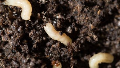 Photo of White bugs in the dirt: Do we have to eliminate them?