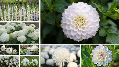Photo of White Flowers: [Complete List of 16 Plants + Images]