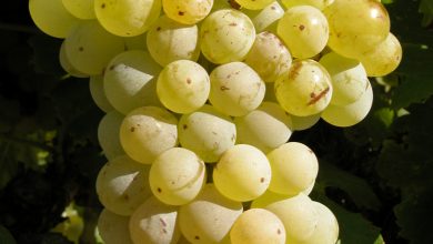 Photo of White Garnacha grape variety