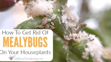 Photo of White Mealybugs On Plants: How To Get Rid Of The Cottony Mealybug