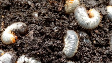 Photo of White Soil Worm: [Characteristics, Detection, Effects and Treatment]