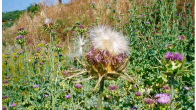Photo of White Thistle: [Cultivation, Irrigation, Care, Pests and Diseases]