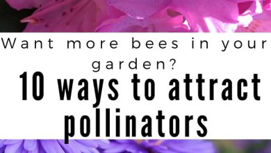 Photo of Why and how to attract bees to your garden