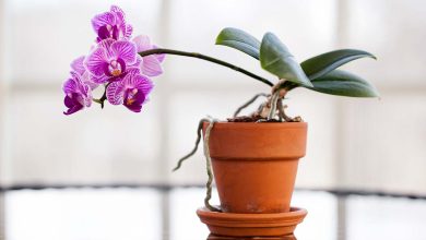 Photo of Why give orchids?