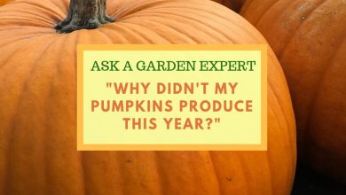 Photo of Why is my Pumpkin NOT producing Fruit? [Causes and Solutions]