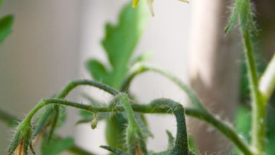 Photo of Why is my Tomato Plant not producing Fruit? [Causes and Solutions]