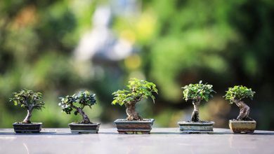 Photo of Why it is a success to give a bonsai