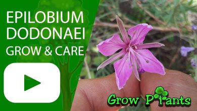 Photo of Willowherbs: [Cultivation, Irrigation, Care, Pests and Diseases]