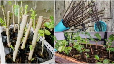Photo of Winter Cuttings: [Types, Sowing and Species]