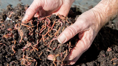Photo of Worm compost: What is vermiculture and how to make homemade compost
