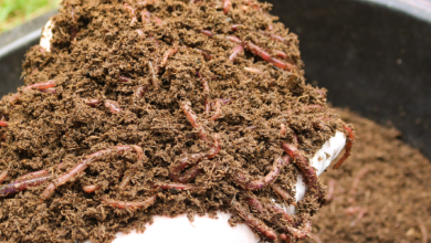 Photo of Worm Humus: What is it? How to prepare it? Tips when using it