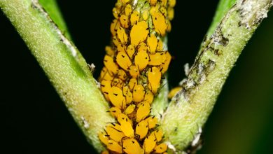 Photo of Yellow Bugs on Plants: Beneficial or Harmful?