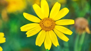 Photo of Yellow Daisies: [Characteristics, Cultivation, Care and Disadvantages]