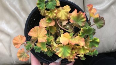 Photo of Yellow leaves of the geranium: what is happening?