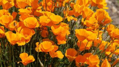 Photo of Yellow Poppy: [Cultivation, Irrigation, Care, Pests and Diseases]