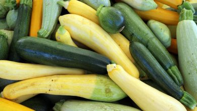 Photo of Zucchini Varieties: [Characteristics and Classification]